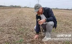 کشاورزی حفاظتی از لحظه برداشت آغاز می‌شود؛ نقش مدیریت بقایا در پایداری خاک+ ویدئو
