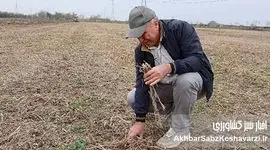 کشاورزی حفاظتی از لحظه برداشت آغاز می‌شود؛ نقش مدیریت بقایا در پایداری خاک+ ویدئو