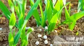 افزایش ۷۴ درصدی قیمت کود اوره؛ چالش جدید کشاورزان و امنیت غذایی کشور