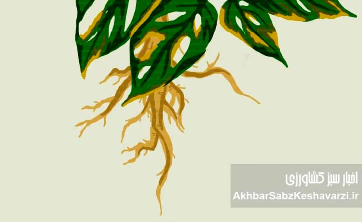 جلوگیری از پوسیدگی ریشه گیاهان گلدانی/ بخش دوم و پایانی