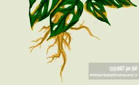 جلوگیری از پوسیدگی ریشه گیاهان گلدانی/ بخش دوم و پایانی