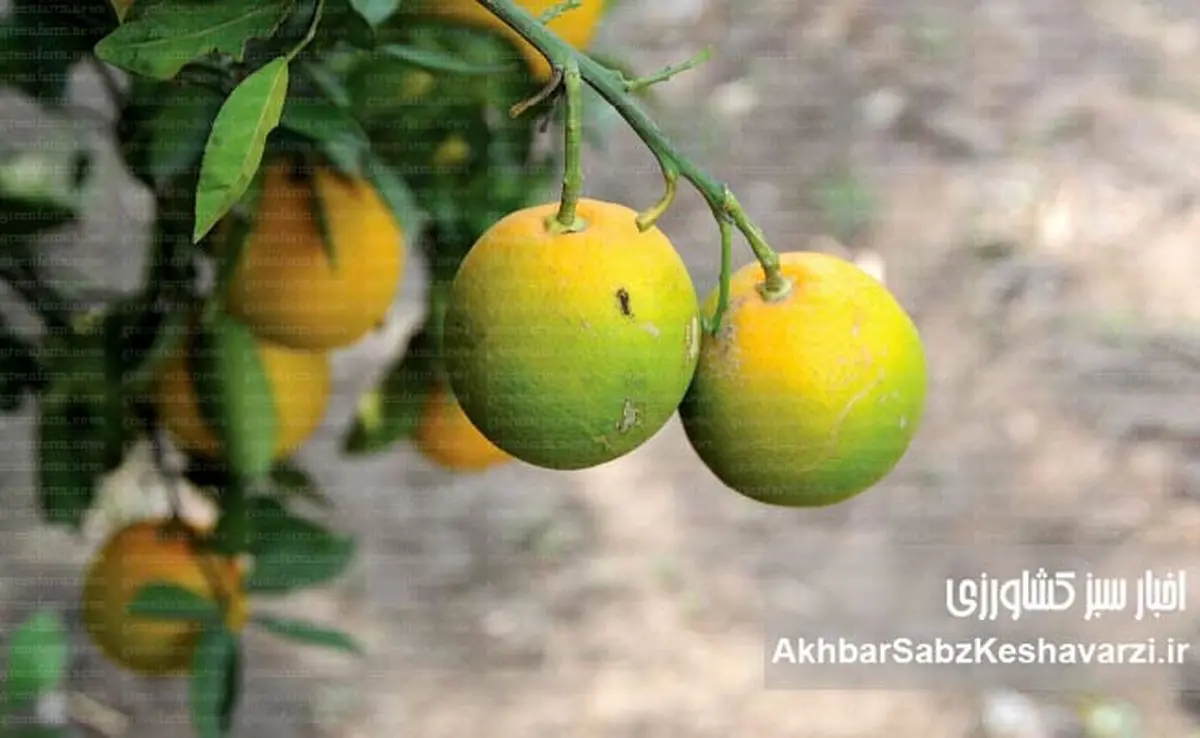 بیماری سبز ماندن میوه مرکبات: تهدید جهانی برای باغهای ایران