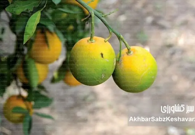 بیماری سبز ماندن میوه مرکبات: تهدید جهانی برای باغ‌های ایران