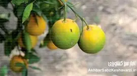 بیماری سبز ماندن میوه مرکبات: تهدید جهانی برای باغ‌های ایران