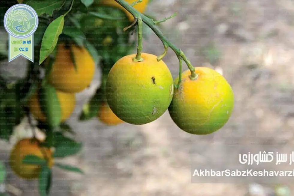 بیماری سبز ماندن میوه مرکبات: تهدید جهانی برای باغ‌های ایران