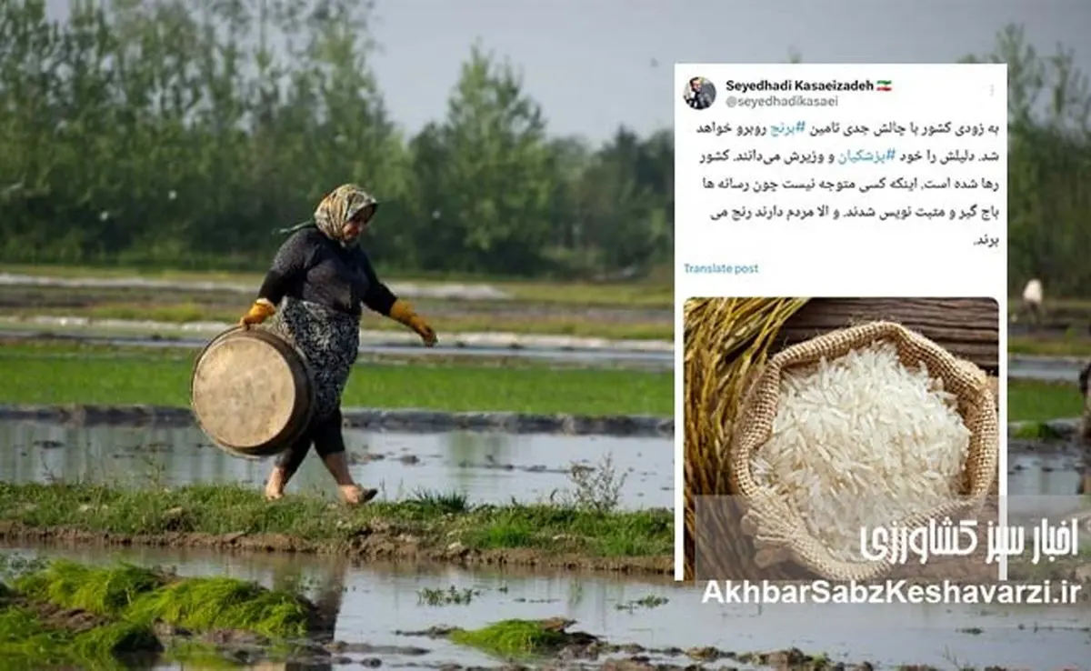 توئیت جنجالی کسایی‌زاده، پرده از بحران تامین برنج برداشت