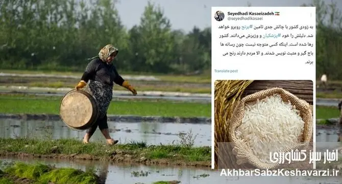 توئیت جنجالی کسایی‌زاده، پرده از بحران تامین برنج برداشت