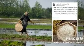 توئیت جنجالی کسایی‌زاده، پرده از بحران تامین برنج برداشت