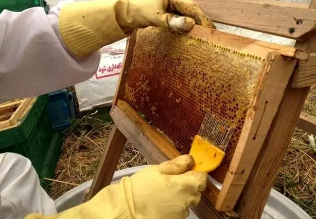 تاثیر آلودگی هوا بر گرده‌افشانی زنبورها  