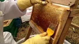 تاثیر آلودگی هوا بر گرده‌افشانی زنبورها  