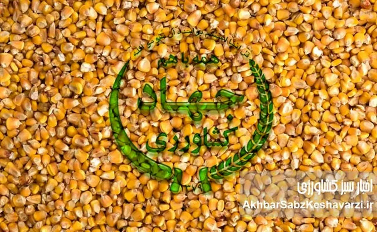 محاکمه وزیر در دادگاه دامداران بی علوفه؛ آقای وزیر امنیت غذایی برای شما اهمیت دارد؟
