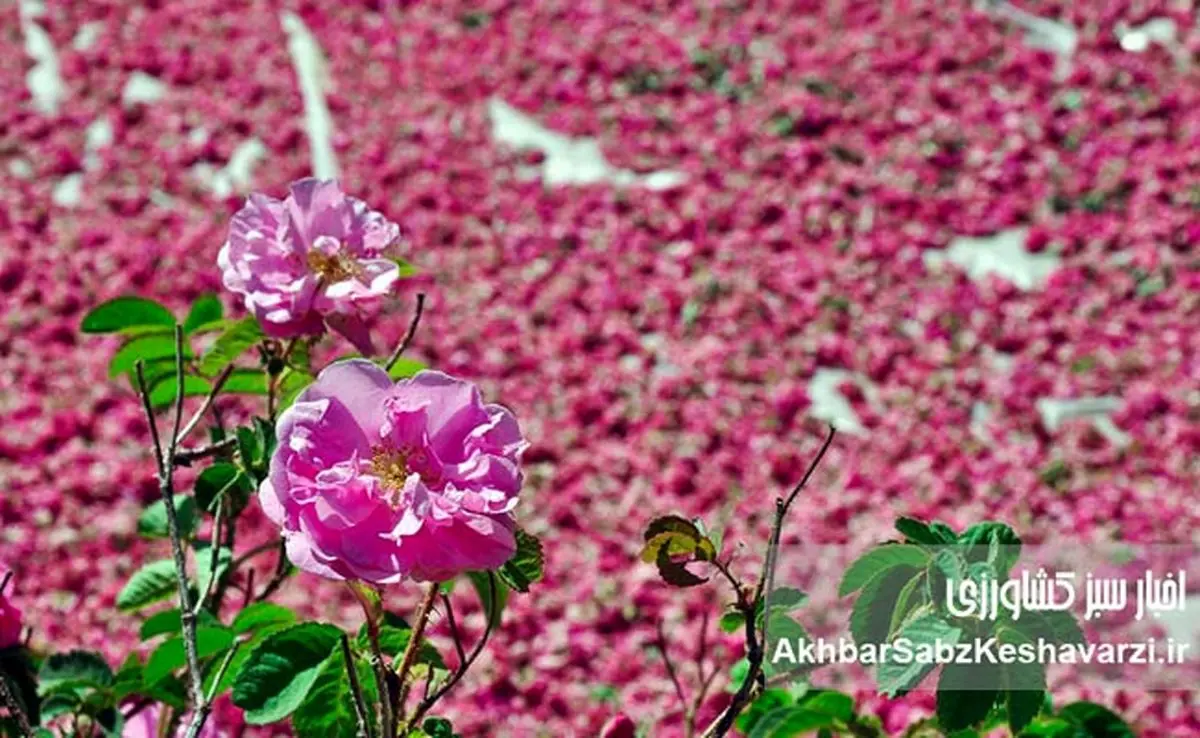 ثبت جهانی محصولات ملی؛ راهی برای حفظ میراث فرهنگی و اقتصادی ایران