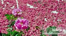 ثبت جهانی محصولات ملی؛ راهی برای حفظ میراث فرهنگی و اقتصادی ایران