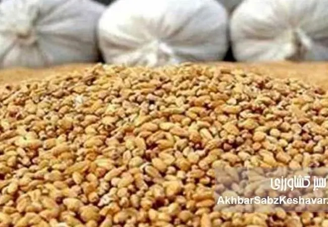 اختفا و امتناع از عرضه ۶۷۰۷ تن نهاده دامی وارداتی جو؛ جریمه ۷۵ میلیارد تومانی