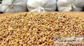 اختفا و امتناع از عرضه ۶۷۰۷ تن نهاده دامی وارداتی جو؛ جریمه ۷۵ میلیارد تومانی