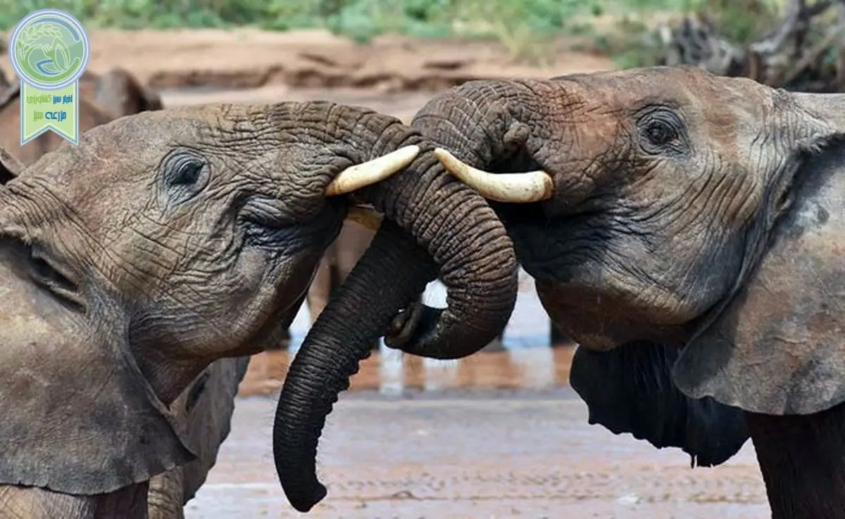 فیل‌ها یکدیگر را به نام صدا می‌کنند!

