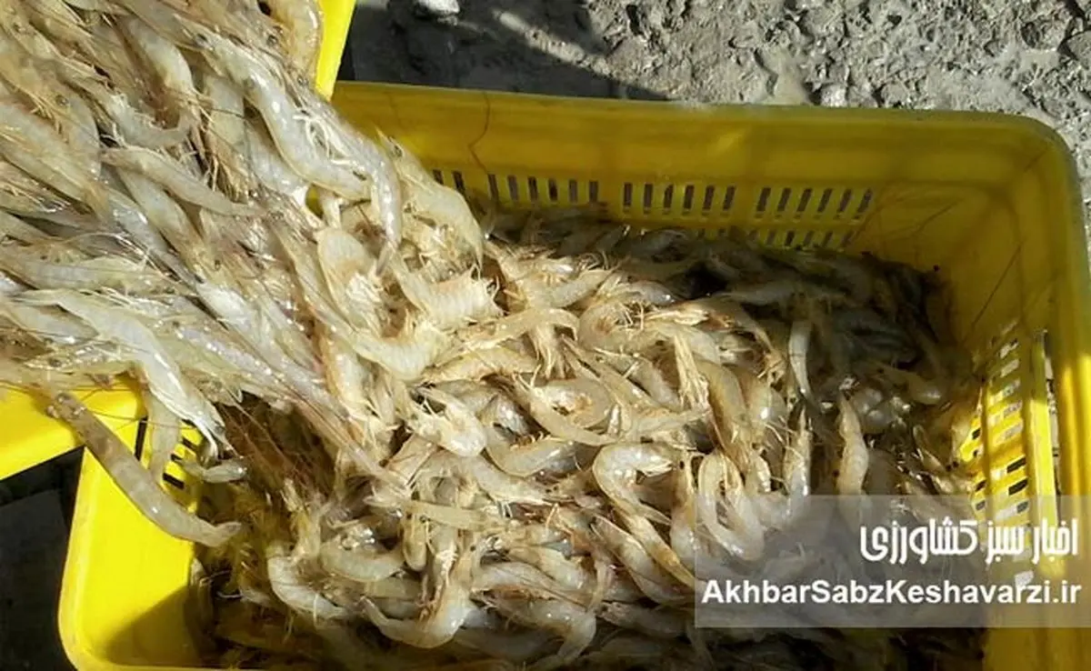 نگاهی نو به نقش میگو در سفره ایرانی و توسعه پایدار صنعت پرورش آبزیان