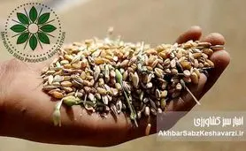 افزایش قیمت خرید گندم؛ پاداشی برای استفاده از بذرهای اصلاحشده+ ویدئو