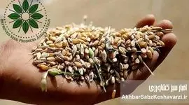 افزایش قیمت خرید گندم؛ پاداشی برای استفاده از بذرهای اصلاح‌شده+ ویدئو