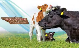 کاهش استرس گوساله هنگام از شیر گرفتن

