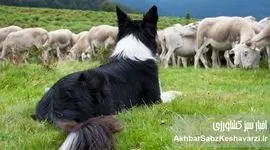 270 هزار سگ‌ دامدار در استرالیا: قهرمانان گمنام اقتصاد 3 میلیارد دلاری!