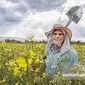 اردبیل رکورد زد: برداشت ۱۲ هزار تن «دانه روغنی کلزا» در استان