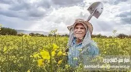 اردبیل رکورد زد: برداشت ۱۲ هزار تن «دانه روغنی کلزا» در استان