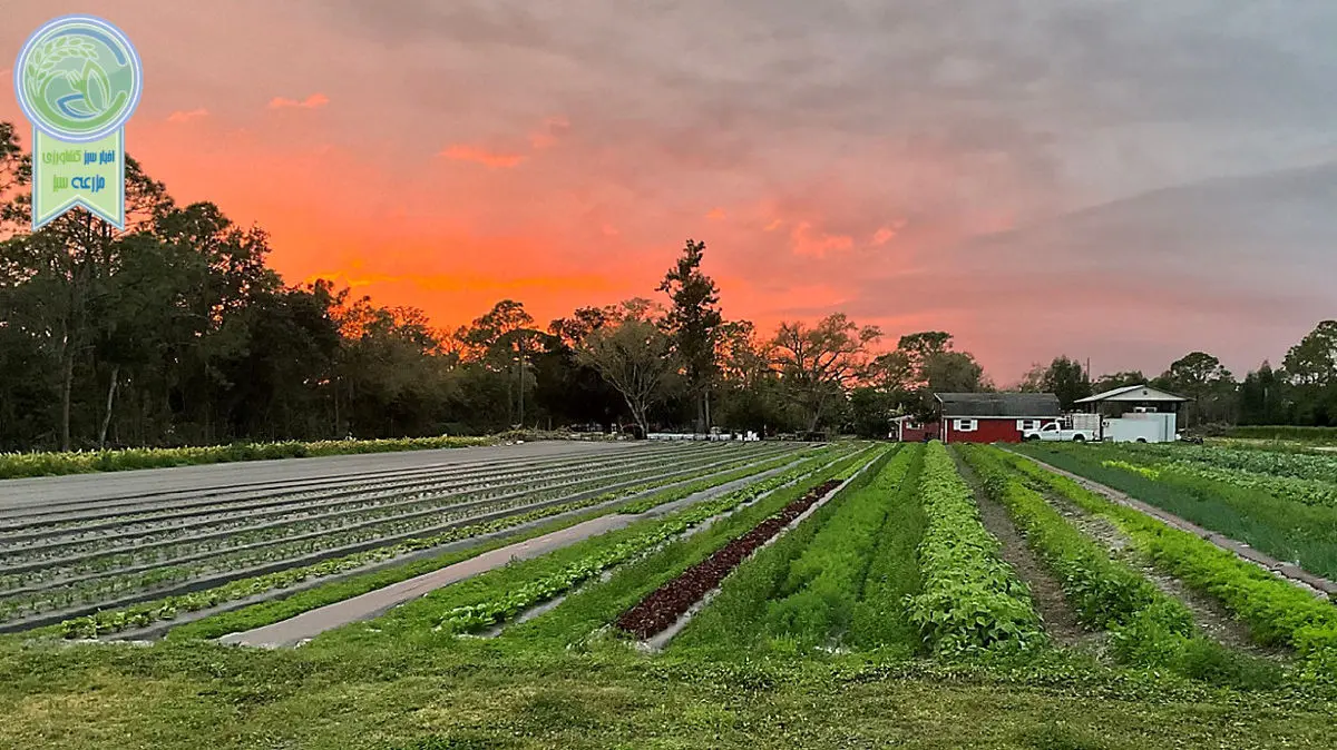 3 میلیارد ضرر به محصولات کشاورزی آمریکا