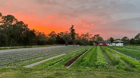 3 میلیارد ضرر به محصولات کشاورزی آمریکا