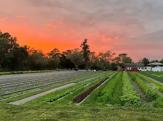 نقش راهبردی تعاونی‌های روستایی در پایداری امنیت غذایی؛ از مدیریت بحران تا پدافند غیرعامل