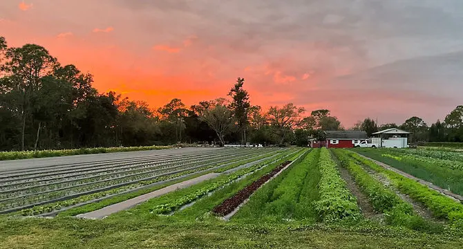 3 میلیارد ضرر به محصولات کشاورزی آمریکا