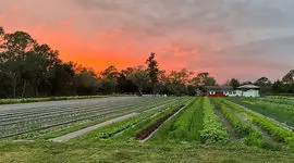 3 میلیارد ضرر به محصولات کشاورزی آمریکا