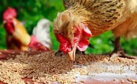 ​ضریب تبدیل خوراک و ضریب تبدیل خوراک مؤثر
