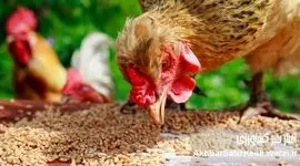 ​ضریب تبدیل خوراک و ضریب تبدیل خوراک مؤثر