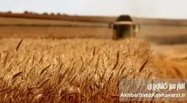 گندم آبی و دیم در ایران؛ بیمه فراگیر با سود 50درصدافزایشی