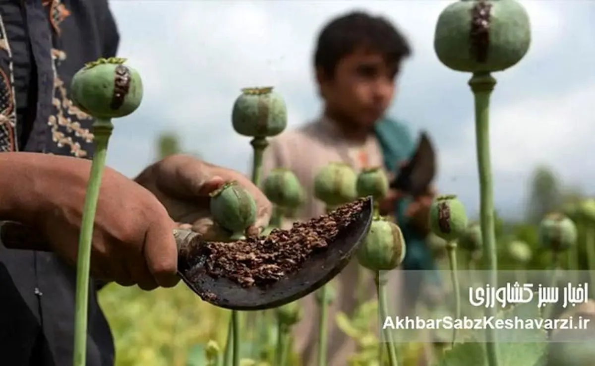 کشت تریاک زیر سایه بحران دارو؛ آیا نسخه وزیر بهداشت درمان می‌کند یا درد می‌افزاید؟