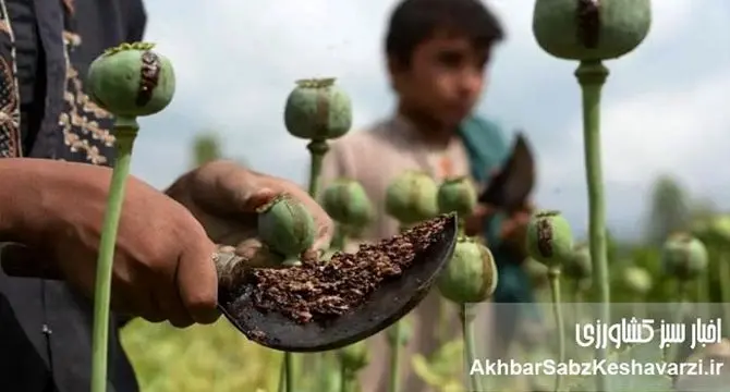 کشت تریاک زیر سایه بحران دارو؛ آیا نسخه وزیر بهداشت درمان می‌کند یا درد می‌افزاید؟