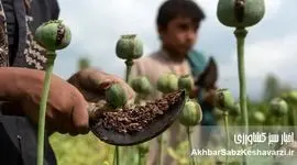 کشت تریاک زیر سایه بحران دارو؛ آیا نسخه وزیر بهداشت درمان می‌کند یا درد می‌افزاید؟