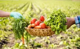 کشاورزی ارگانیک، سرنوشت روستاهای فقیر را تغییر می‌دهد