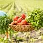 کشاورزی ارگانیک، سرنوشت روستاهای فقیر را تغییر می‌دهد