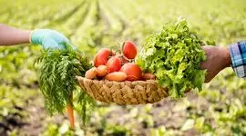 کشاورزی ارگانیک، سرنوشت روستاهای فقیر را تغییر می‌دهد