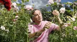 دوبرابر شدن اندازه گل‌های رز با استفاده از ضایعات غذایی
