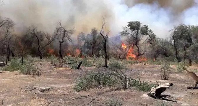 شعله‌ور شدن مجدد آتش در منطقه حفاظت شده کرخه

