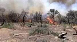 شعله‌ور شدن مجدد آتش در منطقه حفاظت شده کرخه

