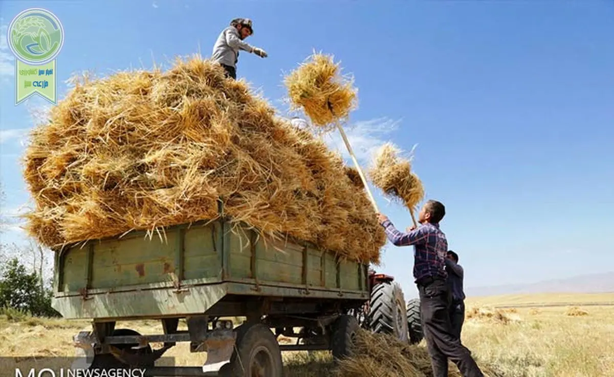 برخلاف ادعای وزیر، مطالبات گندمکاران پرداخت نشده است

