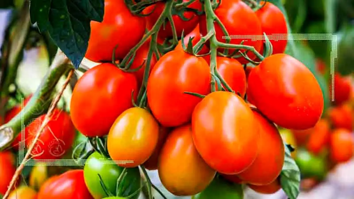 بی رغبتی بازرگانان به خرید و صادرات گوجه ‌فرنگی


