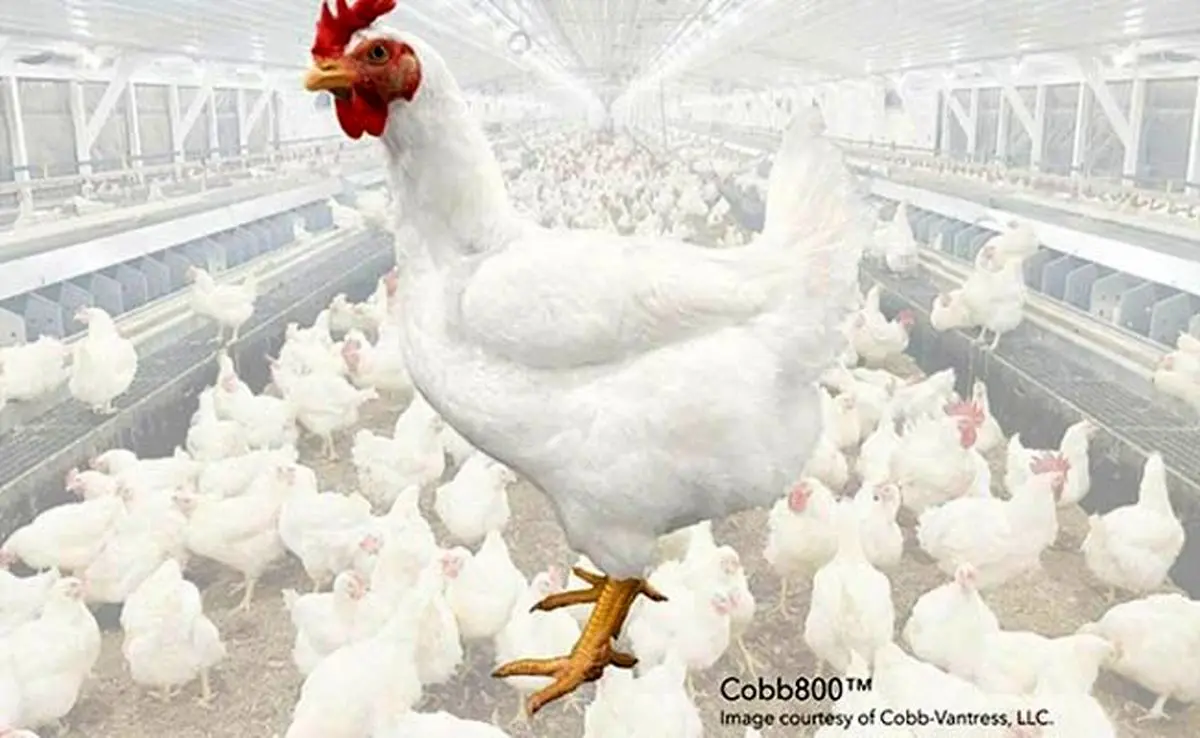 نژاد جدید مرغ «کاب ۸۰۰»؛ برگ برنده صنعت طیور برای جهش تولید گوشت