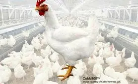 نژاد جدید مرغ «کاب ۸۰۰»؛ برگ برنده صنعت طیور برای جهش تولید گوشت