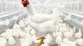 نژاد جدید مرغ «کاب ۸۰۰»؛ برگ برنده صنعت طیور برای جهش تولید گوشت