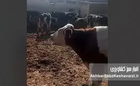 فاجعه تب برفکی در گاوداری‌ها؛ فریاد دامداران از بی‌پاسخی وزیر جهاد کشاورزی+ ویدئو